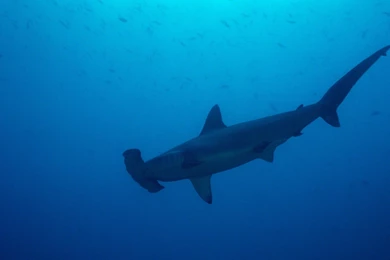 Hammerhead Shark Wallpapers