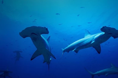 Bing Wallpapers Archive