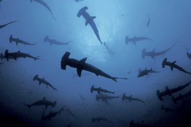 The Pictures For   > School Of Hammerhead Sharks Wallpapers