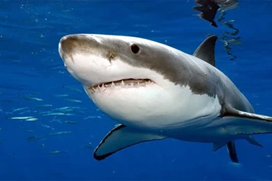 Great White Shark Wallpapers High Resolution Kemecer.com