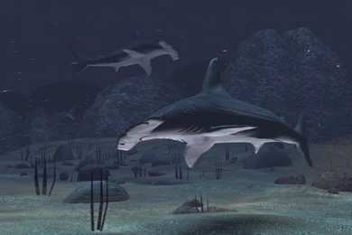 DeviantArt: More Like Hammerhead Tattoo 3 By Aingealdorcha