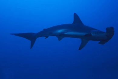 Hammerhead Shark Wallpapers Pictures On Animal Picture Society