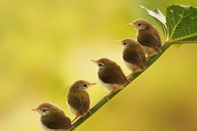 Birds Wallpapers Collection (28+)