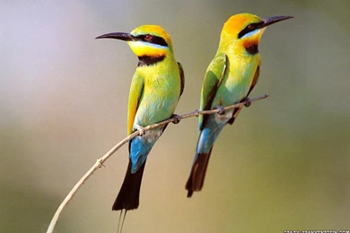 Birds Wallpaper, Bird Wallpapers For Desktop, Desktop Bird ...