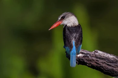 Birds Wallpapers   Animal Wallpapers