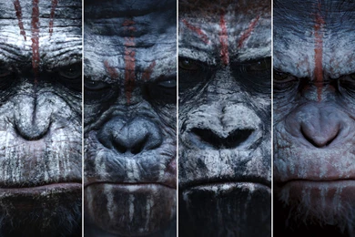 Dawn Of The Planet Of The Apes HD Wallpapers