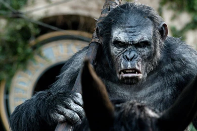 Dawn Of The Planet Of The Apes Maurice Wallpaper.