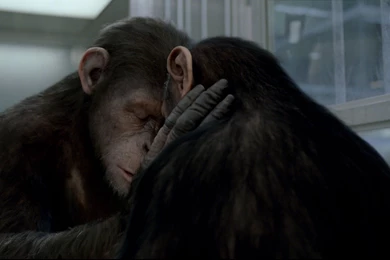 21 Rise Of The Planet Of The Apes HD Wallpapers