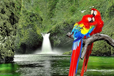 Parrot Desktop Wallpapers HD