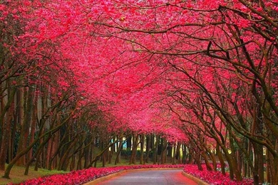 Pinky Nature Beautiful Cool HD Wallpaper,nature Wallpaper,flower ...