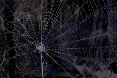 Pics, Facts, Funny Stuff About Animals & Nature Spider Backgrounds