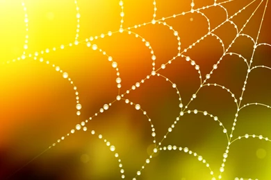 Spider Backgrounds   PPT Backgrounds