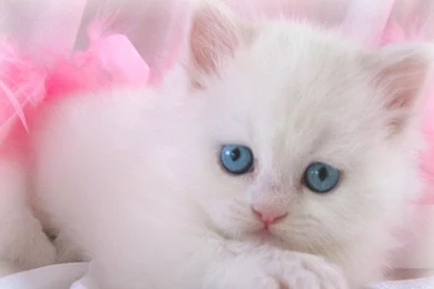Cute White Cats And Kittens Wallpaper Images