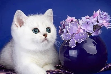 Cute White Kitten Wallpapers