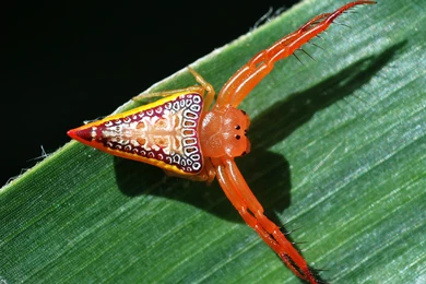 Spider Computer Wallpapers, Desktop Backgrounds