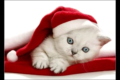 Cute White Kittens With Blue Eyes Wallpapers Part 1