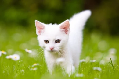Cute White Kitten HD Desktop Wallpapers : Widescreen : High ...