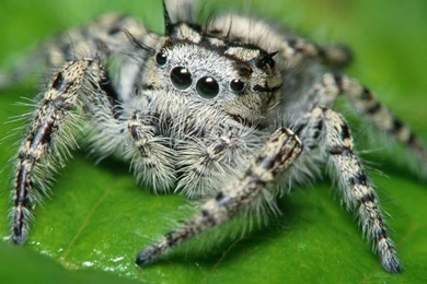 Desktop Wallpapers · Gallery · Animals · Jumping Spider