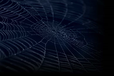 Pics, Facts, Funny Stuff About Animals & Nature Blue Spider Web ...