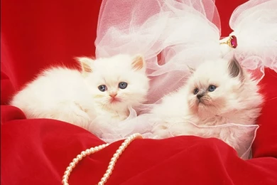 These Cute Meow Can Enlight Your Heart….