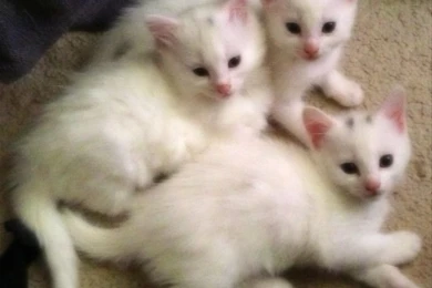 Pictures Of White Kittens Wallpapers Picture