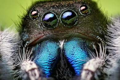 Spider Wallpapers   Wallpapers Cave