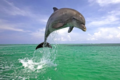 PC Wallpaper Images   Wallpapers Cave