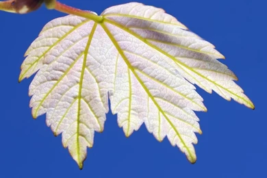 Green Spring Leaf   Desktop Backgrounds 1680x1050 Pixels