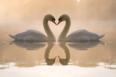 Cute Love Wallpapers For Desktop 16 Wide Wallpapers   Hdlovewall.com