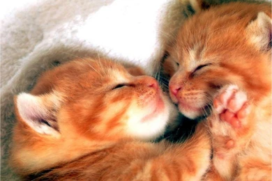 Cute Little Kitten cute kittens 16288201 1024 768