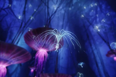 Woodsprite – Tree Of Souls Seed From Avatar Desktop Wallpapers