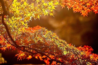 Beautiful Picture For Desktop Computer