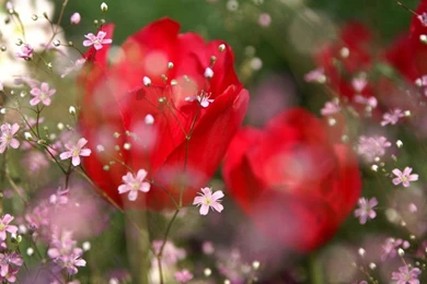 Only Red Roses High Quality Wallpapers