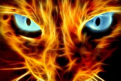 Wallpapers Awesome Abstract Cat HD Wallpapers