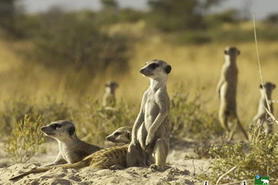 Animal Planet Meerkats Wallpapers Download   Meerkats_06