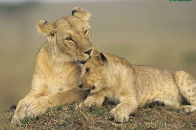 Animal Planet Wallpapers Wallpapers Cave