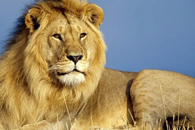 Animal Wallpapers, Animal Kingdom, Cool Pets, Animal Planet ...