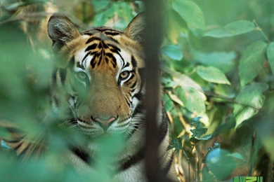 Animal Planet Wallpapers Download   Tiger