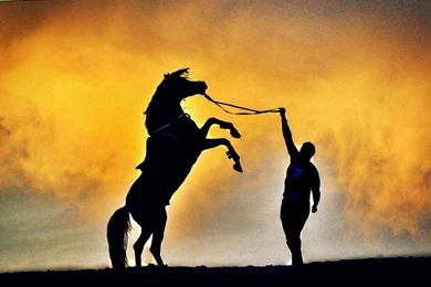 Wild Animal Wallpapers, Animal Planet, Cute Animals, Wild Animals ...