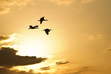 Crane, Flamingos, South Africa, Swamp, Animal Planet, Nature Wallpapers