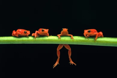 Planet Earth Animals Wallpapers   Pics About Space