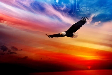 Animal Wallpapers, Animal Planet, Cute Animals, Animal World, Free ...