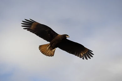 Wallpapers Killer Whale Free Animal Screensaver Eagle Planet ...