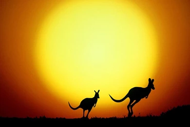 Animal Planet Kangaroo Go Home Wallpapers HD, HD Desktop Wallpapers