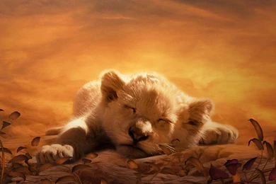 Animal Wallpapers, Animal Planet, Animal World, Free Animal Images ...