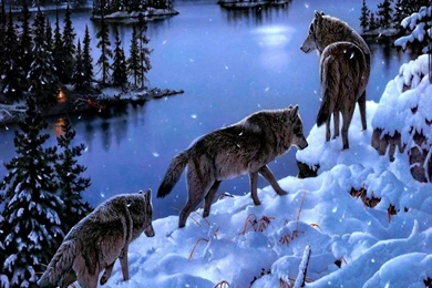 Cool Pets, Animal Planet, Desktop Images, Cute Animals, Animal ...