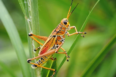 Grasshopper Pictures