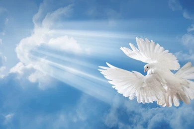 Animal Wallpapers, Wild Animal Wallpapers, Animal Planet, Animal ...