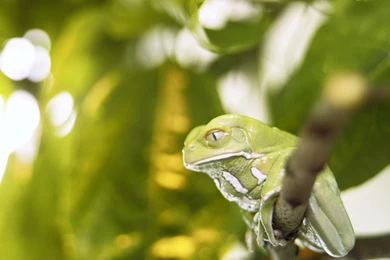 Quality Animal Wallpapers   Download Quality Animal Wallpaper.