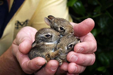 RePin Image: Animal Planet Wallpapers On Pinterest